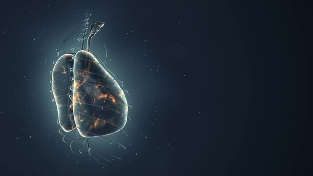 Abstract background with animation of rotation realistic Human Lungs. Backdrop with glow neurons inside Lungs. Animation of seamless loop.