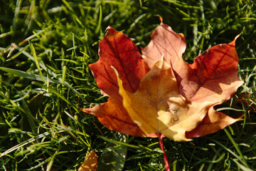 Beautiful and bright autumn background with yellow and red leaves on a sunny day