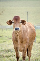 Bull 1