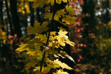 Beautiful and bright autumn background with yellow and red leaves on a sunny day