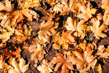 Beautiful and bright autumn background with yellow and red leaves on a sunny day
