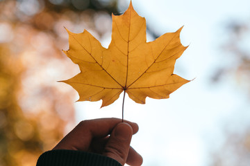 Beautiful and bright autumn background with yellow and red leaves on a sunny day