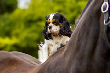 Dog on Horse