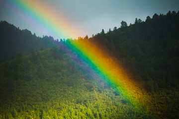 Intense rainbow over the forest