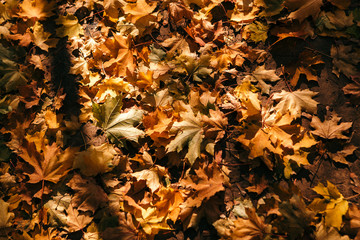 Beautiful and bright autumn background with yellow and red leaves on a sunny day