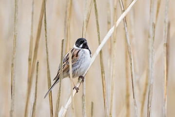Reed Bunting