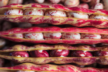 Pink spotted Borlotti or Cranberry beans