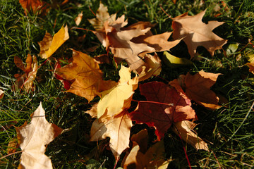 Beautiful and bright autumn background with yellow and red leaves on a sunny day