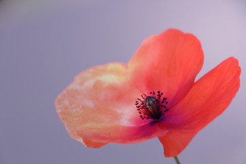 red poppy flower