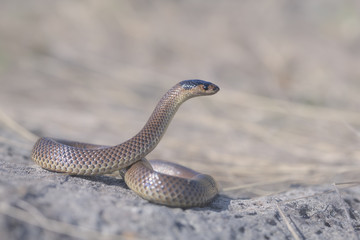 Wild Little whip snake (Parasuta flagellum) from grasslands near Melbourne, Australia