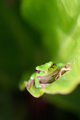 frog on leaf