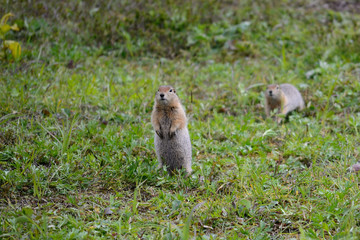 Naklejka na ściany i meble Two arctic ground squirrels on the grass