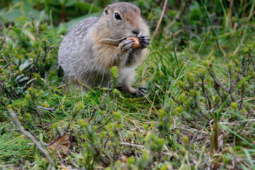 Naklejka na ściany i meble Arctic ground squirrel eating hazel nut