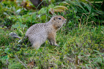 Naklejka na ściany i meble Arctic ground squirrel on the grass