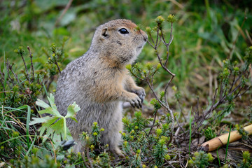Arctic ground squirrel standing on the grass