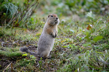 Naklejka na ściany i meble Arctic ground squirrel standing on the grass