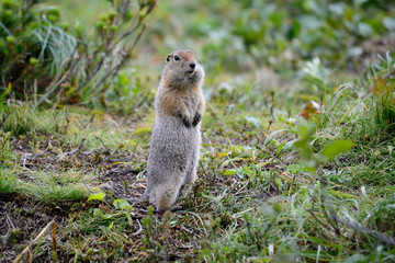 Naklejka na ściany i meble Arctic ground squirrel standing on the grass