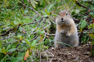 Arctic ground squirrel standing on the grass