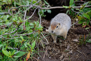 Arctic ground squirrel near its hole