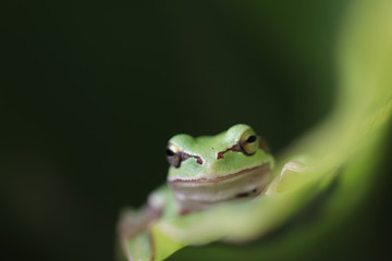 frog on leaf