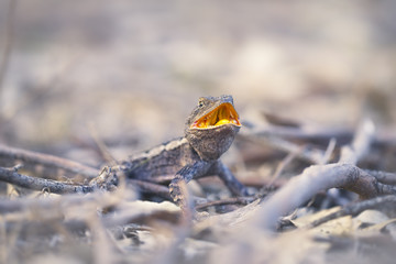 Wild jacky dragon (Amphibolurus muricatus) lizard in woodland, Australia
