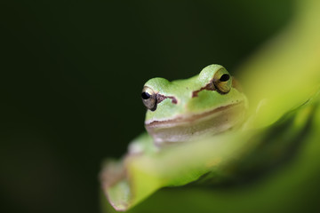 frog on leaf