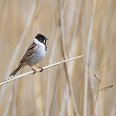 Reed Bunting