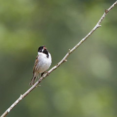 Reed Bunting
