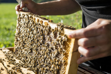 Portrait Imker mit Bienenvolk in der Natur