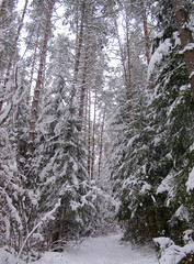 Cold winter day in the snow covered forest.