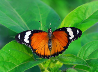 butterfly on flower