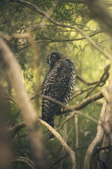 Wild powerful owl (Ninox strenua) perched amongst dense foliage in Melbourne, Australia