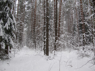Cold winter day in the snow covered forest.