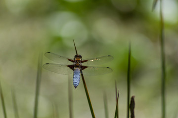 Libélula sobre espadaña