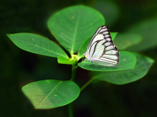 butterfly on a leaf