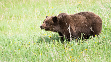 Grizzly bear