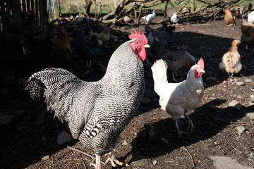 A grey cockerel