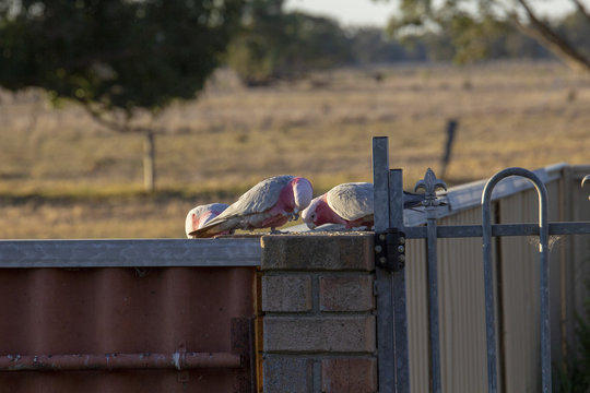 Australian Pink & Grey Gallah