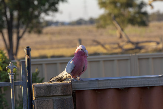 Australian Pink & Grey Gallah sitting on fence
