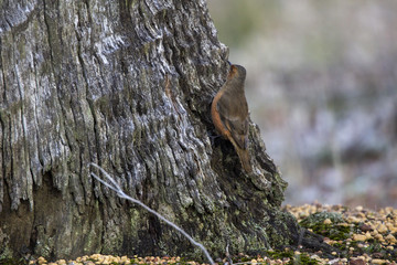 bird on a stump