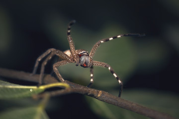 Wild huntsman spider displaying threat/defensive display at night in Australia
