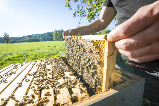 Portrait Imker mit Bienenvolk in der Natur