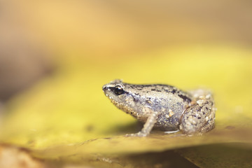 Cape York Whistling Frog (Austrochaperina gracilipes)