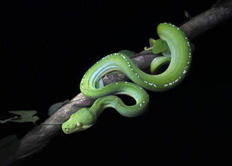 Green tree python (Morelia viridis) on branch at night. Australia