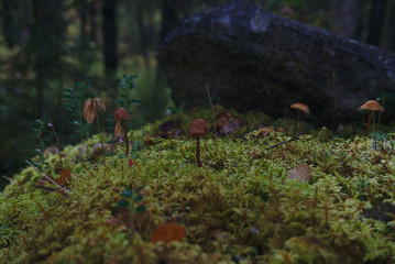 mushrooms on moss