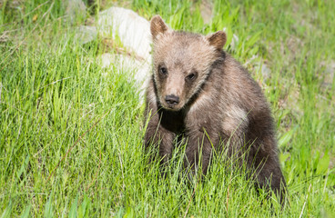 Fototapeta premium Grizzly bear