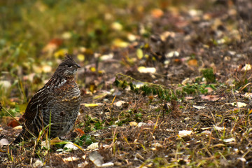 Wild Grouse in Autumn 
