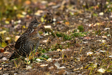 Wild Grouse in Autumn 