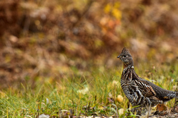 Wild Grouse in Autumn 