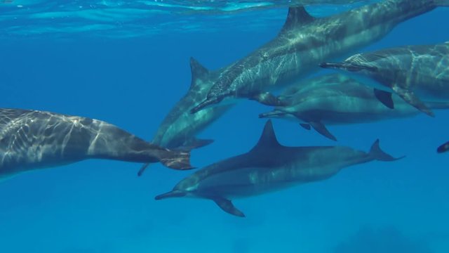Pod of Dolphins swim in the blue water. Spinner Dolphins - Stenella longirostris, Red Sea, Marsa Alam, Egypt   